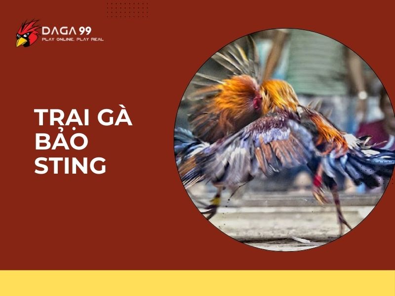 trại gà bảo sting 01