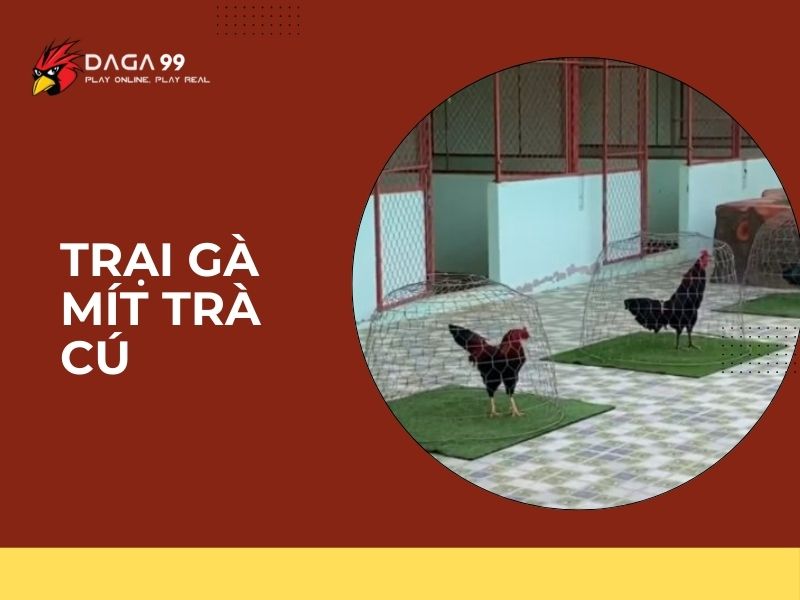 trại gà mít trà cú 01